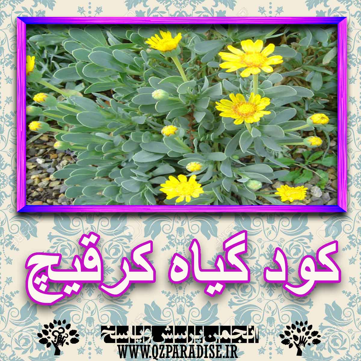 خواص استفاده از کود گیاه کرقیج شرح دهید ؟ f05bc11aeb5d2ffa7956412a4589ad20047c8c67 227 - خواص استفاده از کود گیاه کرقیج شرح دهید ؟