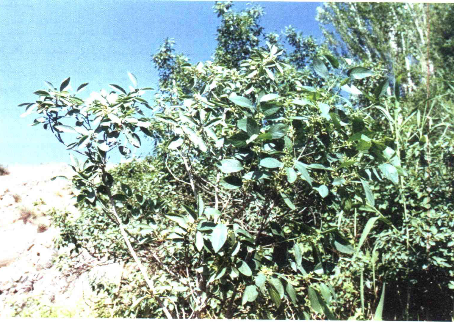 کود مناسب گیاه سیاه توسه چیست و چه خاصیتی دارد؟ f0b14c9d45ae6e257875a7fb39be9e975b1a0b56 14 - کود مناسب گیاه سیاه توسه چیست و چه خاصیتی دارد؟