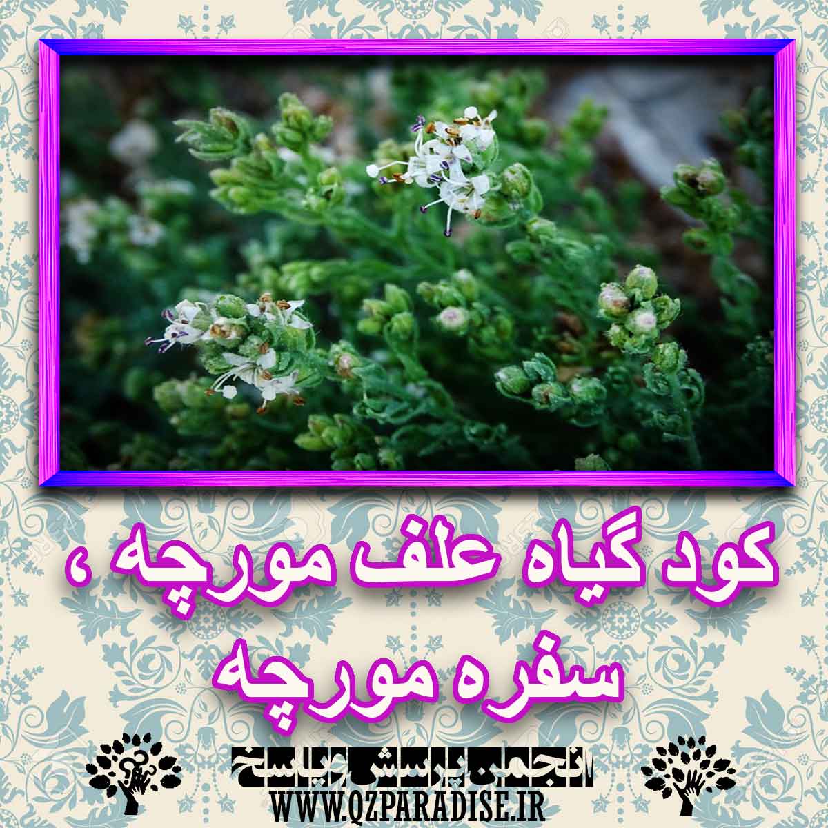 f1c092ed3d270d1babf24d8eb80843412093e19d 227 - خواص استفاده از کود گیاه علف مورچه ؛ سفره مورچه شرح دهید ؟