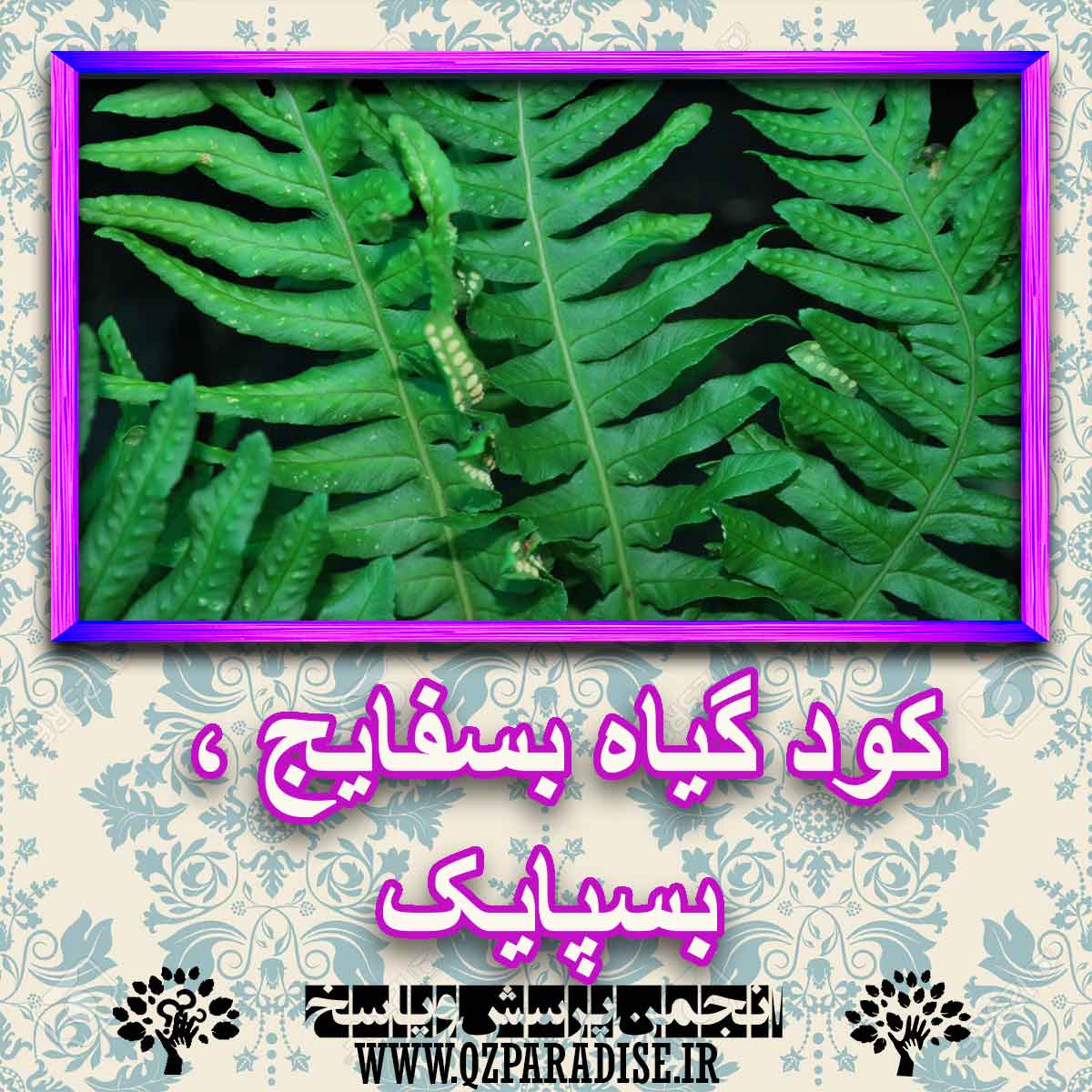 عملکرد تاثیرگذار کود در رشد گیاه بسفایج ، بسپایک را شرح دهید ؟ f242c7daa93bba51bae326b767cab72f212e17bb 227 - عملکرد تاثیرگذار کود در رشد گیاه بسفایج ، بسپایک را شرح دهید ؟