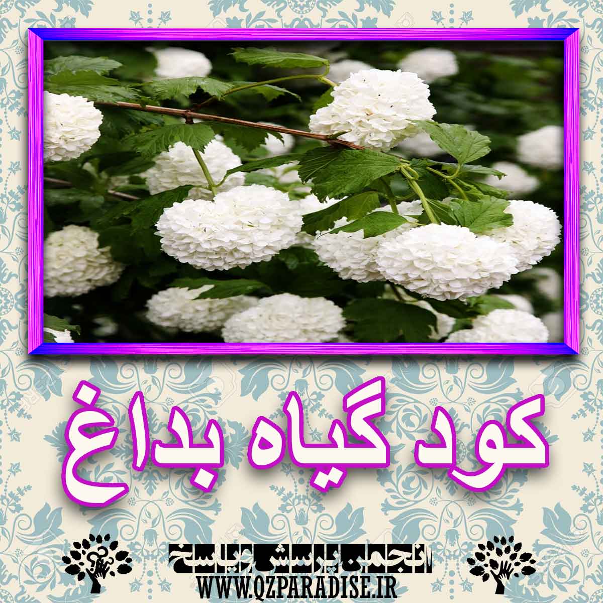 خواص استفاده از کود گل بداغ را شرح دهید ؟ f26db87b258eba9a2455e8366085ae8ad4140e91 227 - خواص استفاده از کود گل بداغ را شرح دهید ؟