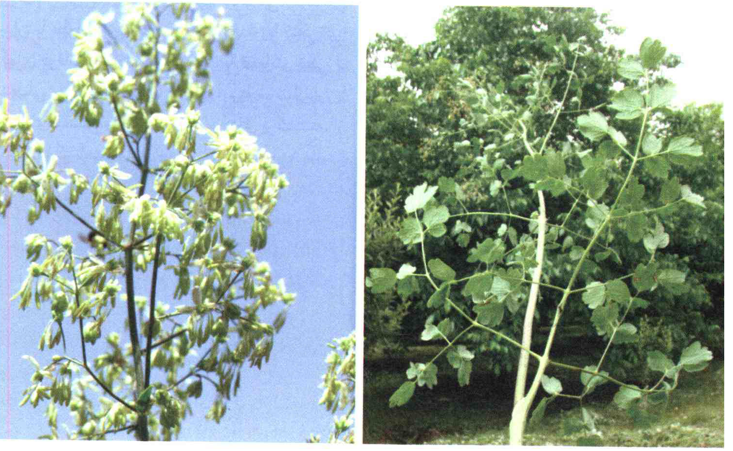 کود مناسب گیاه برگ سدابی چیست و چه خاصیتی دارد؟ f2b653eeae55aedcdcfb4416d583f3856050000d 14 - کود مناسب گیاه برگ سدابی چیست و چه خاصیتی دارد؟