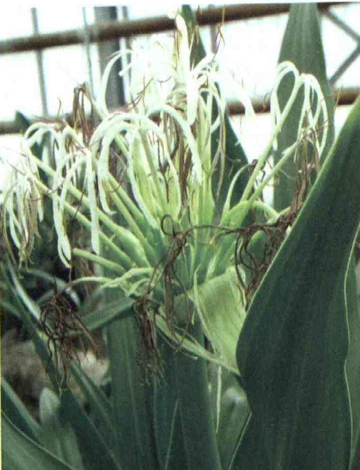 خواص استفاده از کود گیاه تیره نرگس ، سمی پیاز آسیایی را شرح دهید ؟ f2bc2d5d1fd8d9ef8972a5abe8ae2131ef8ae284 14 - خواص استفاده از کود گیاه تیره نرگس ، سمی پیاز آسیایی را شرح دهید ؟