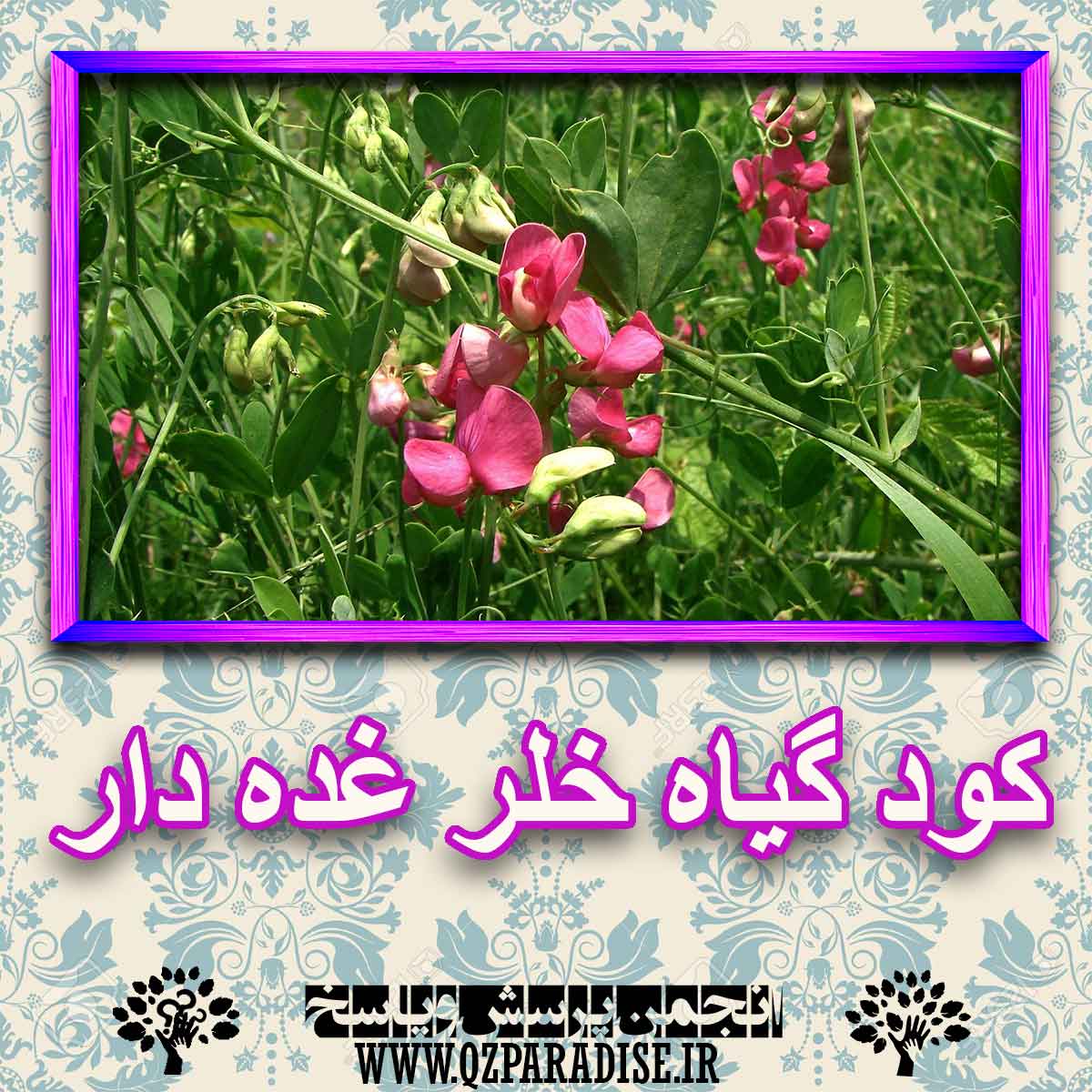 کود مناسب گیاه خلر غده دارچیست و چه خاصیتی دارد؟ f2caaada3c5a67cc9230df2f772080a22a5d8083 227 - کود مناسب گیاه خلر غده دارچیست و چه خاصیتی دارد؟