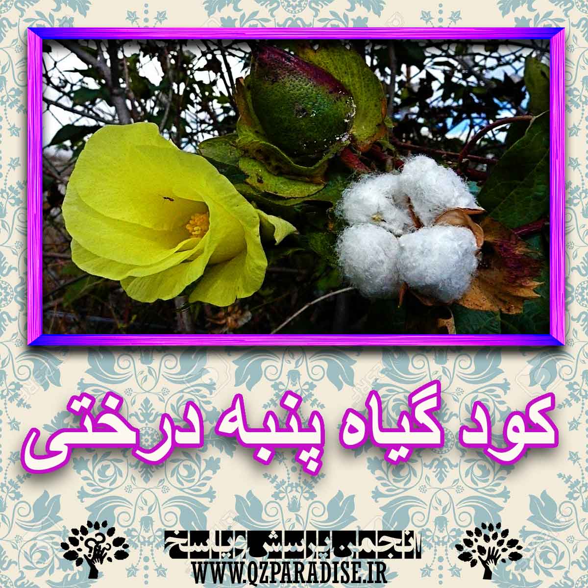 خواص استفاده از گیاه-پنبه-درختی را شرح دهید ؟ f2e80057a923ba0e55148eb8357b2f74dc75ae37 227 - خواص استفاده از گیاه-پنبه-درختی را شرح دهید ؟