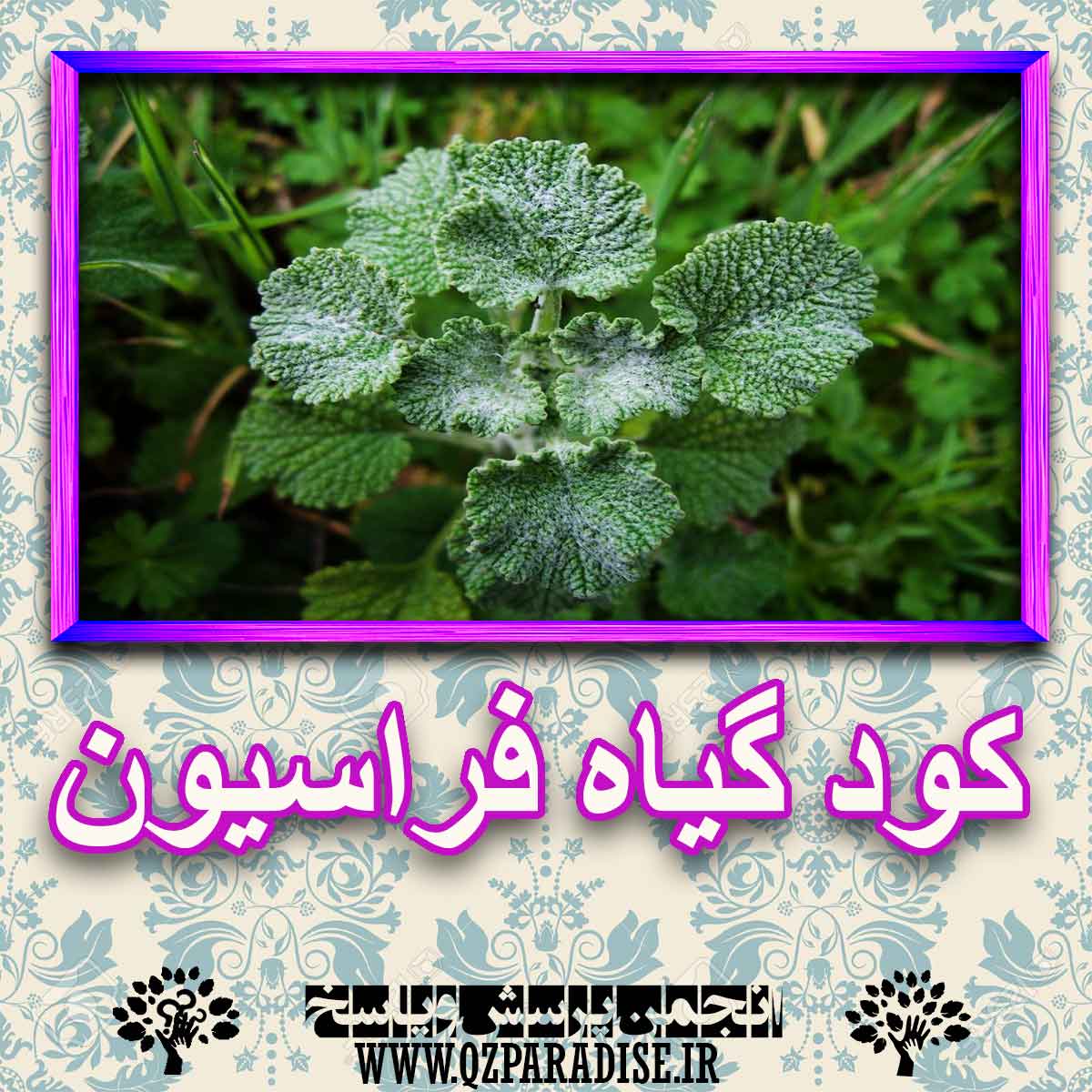 خواص استفاده از -گیاه-فراسیون را شرح دهید ؟ f329d4b66aeb165627587f4722bbef069cc92810 227 - خواص استفاده از -گیاه-فراسیون را شرح دهید ؟