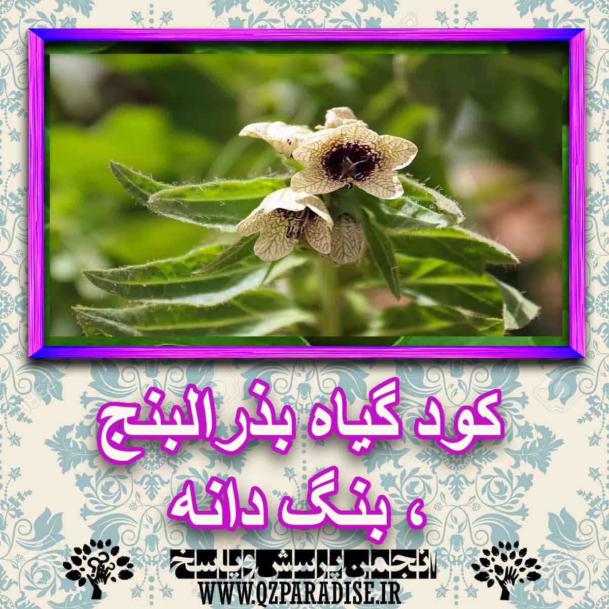 f425aad5429034a17f2f295bcf50781d562126f1 227 - کود مناسب گیاه بذرالبنج ، بنگ دانه چیست و چه خاصیتی دارد؟