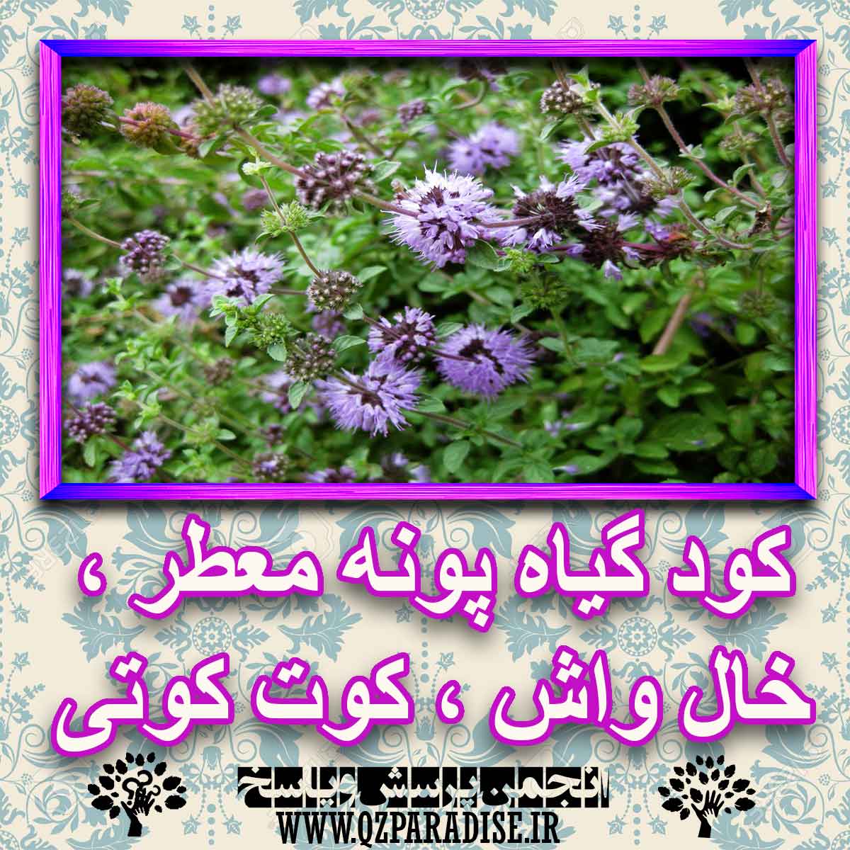 خواص استفاده از گیاه-پونه-معطر-خال-واش-کوت-کوتی را شرح دهید ؟ f4617e247bcfc218f0bd35152a357d63669a5511 227 - خواص استفاده از گیاه-پونه-معطر-خال-واش-کوت-کوتی را شرح دهید ؟