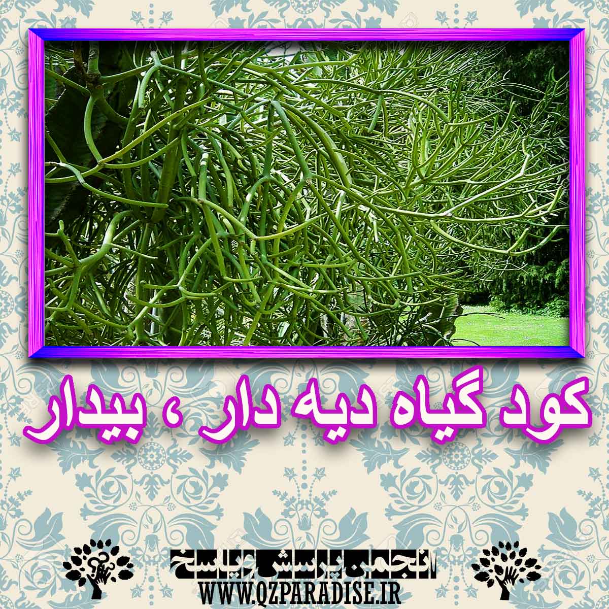 خواص استفاده از کود گیاه دیه دار ، بیدار شرح دهید ؟ f4852550e34da703e254e09384d962d883beb4f2 227 - خواص استفاده از کود گیاه دیه دار ، بیدار شرح دهید ؟