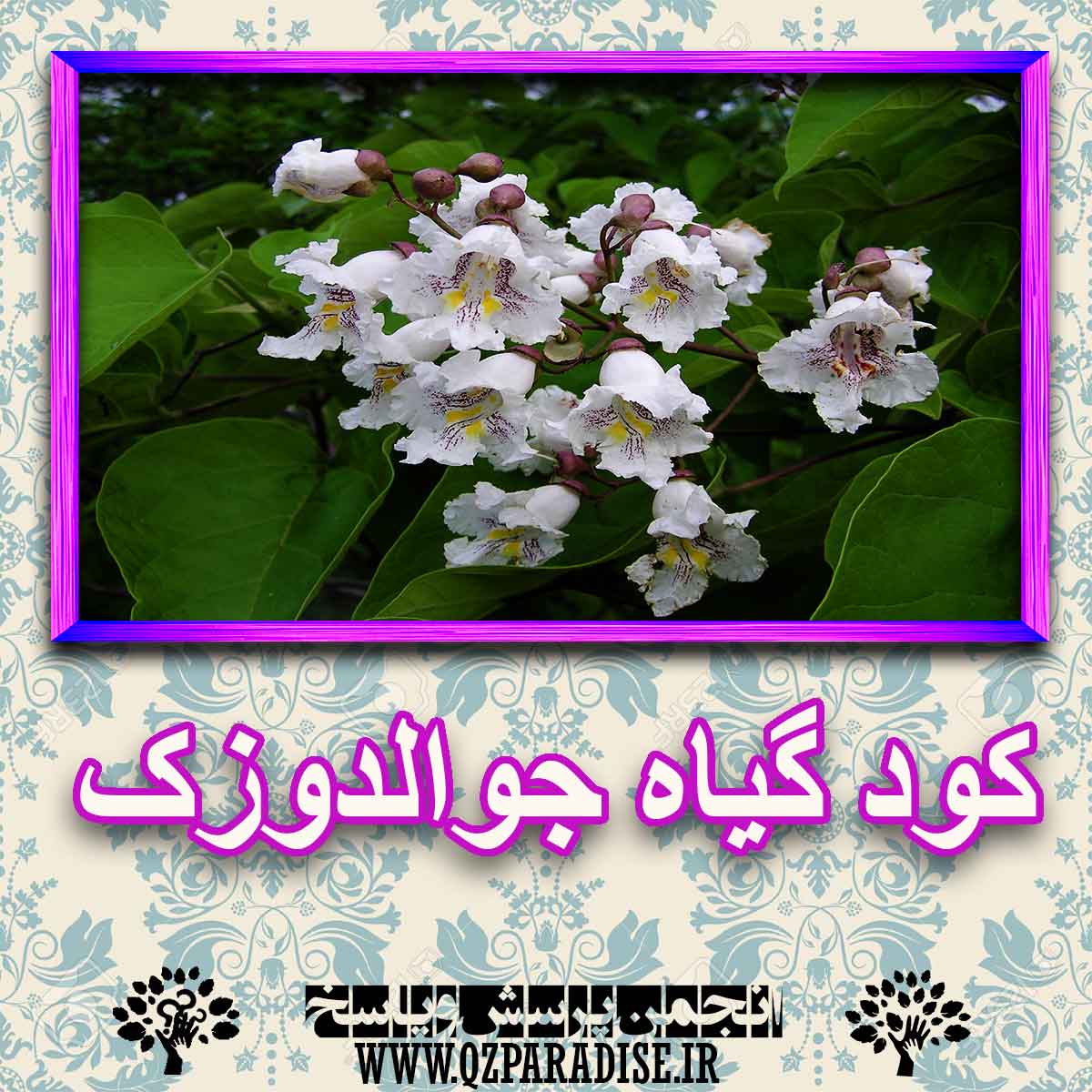 خواص استفاده از کود گیاه جوالدوزک را شرح دهید ؟ f51212a22a2cab1bd9eff9d0bde59d8448b95e90 227 - خواص استفاده از کود گیاه جوالدوزک را شرح دهید ؟