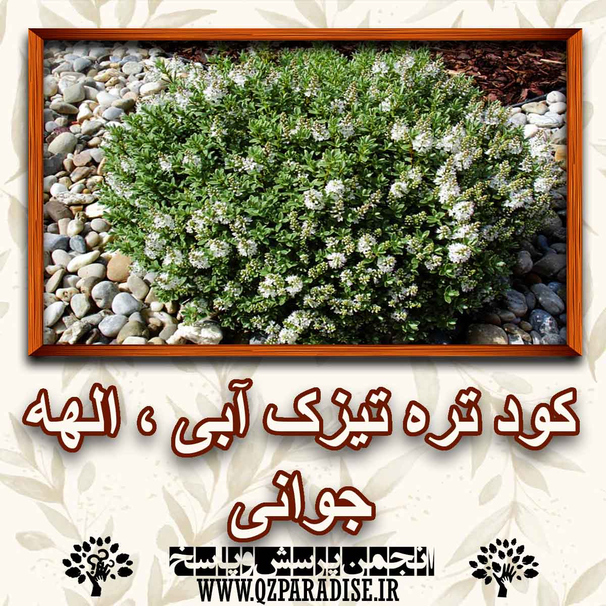 f593563dd82a6cf2f3de5953cbb112952dd98df8 147 - کود مناسب گیاه تره تیزک آبی ،الهه جوانی  راشرح دهید ؟