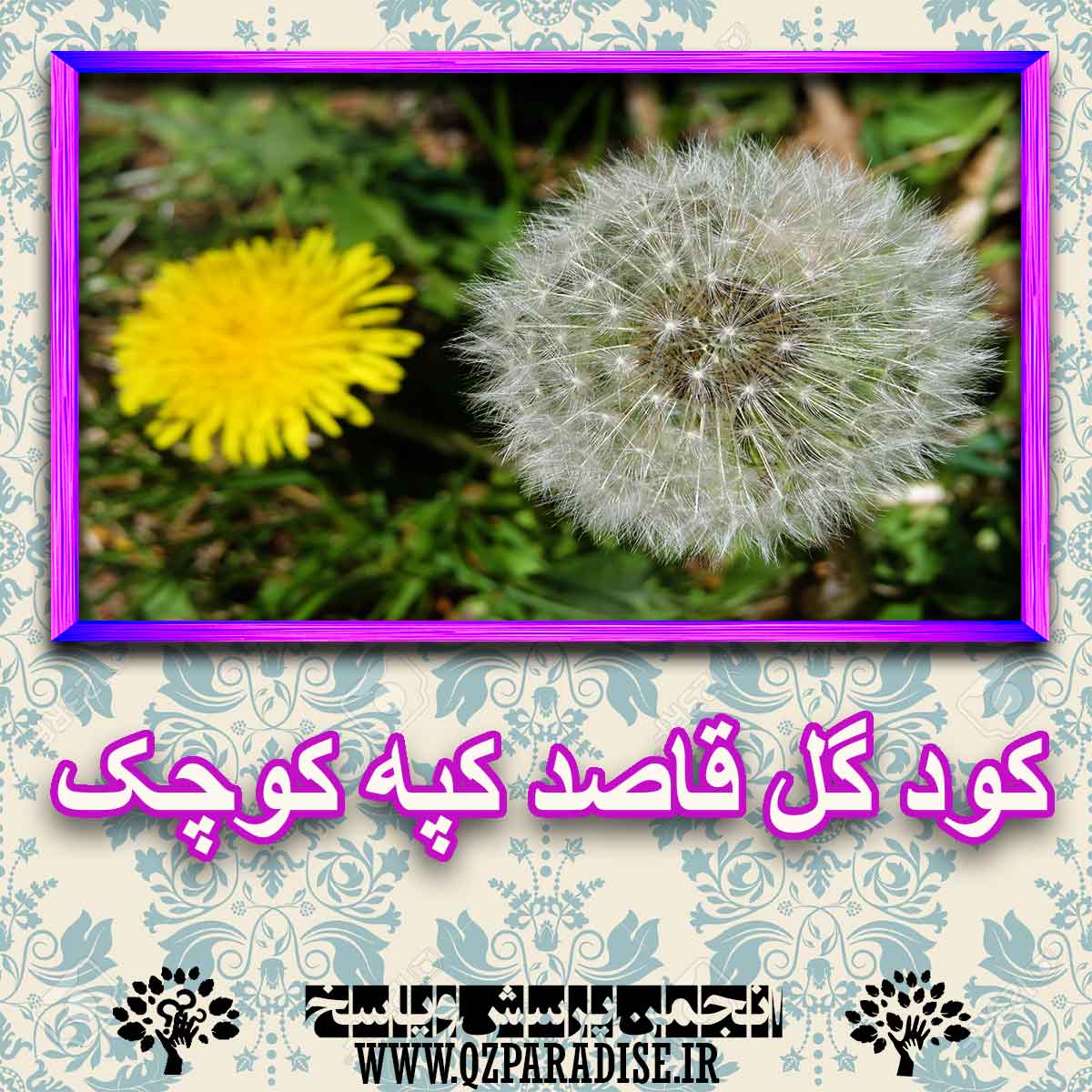 خواص استفاده از کود گل قاصدک کپه کوچک را شرح دهید ؟ f5b40e3d5bb9bce4df2c4ccdc3091ec681f143de 227 - خواص استفاده از کود گل قاصدک کپه کوچک را شرح دهید ؟