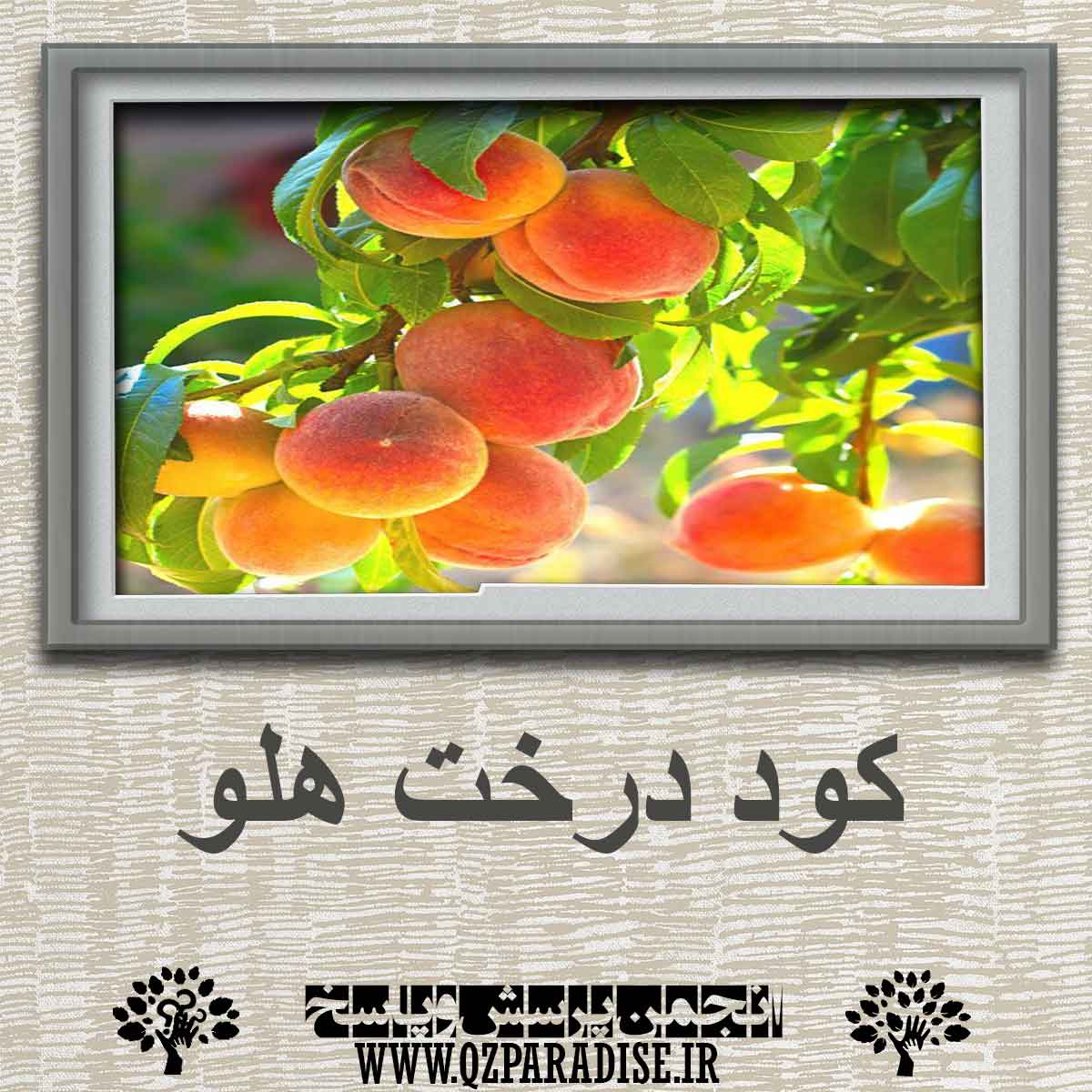 f611d7e5d36848ca322df401de95254e0c93b59c 290 - بهترین کود درخت هلو چه کودی است؟