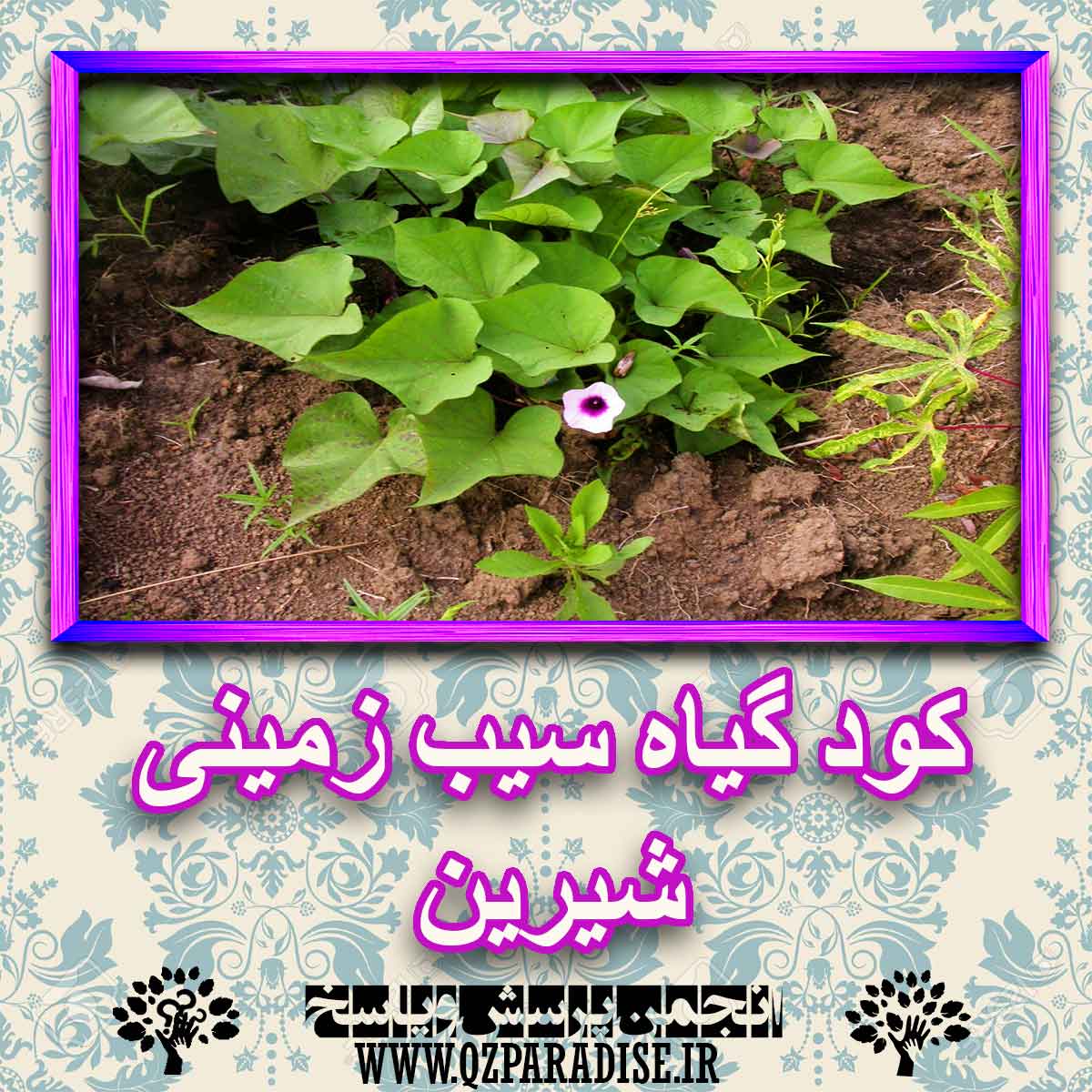 خواص استفاده از کود گیاه سیب زمینی شیرین شرح دهید ؟ f7bf7cf47134f0b1343838faad8f2f158607eaf5 227 - خواص استفاده از کود گیاه سیب زمینی شیرین شرح دهید ؟