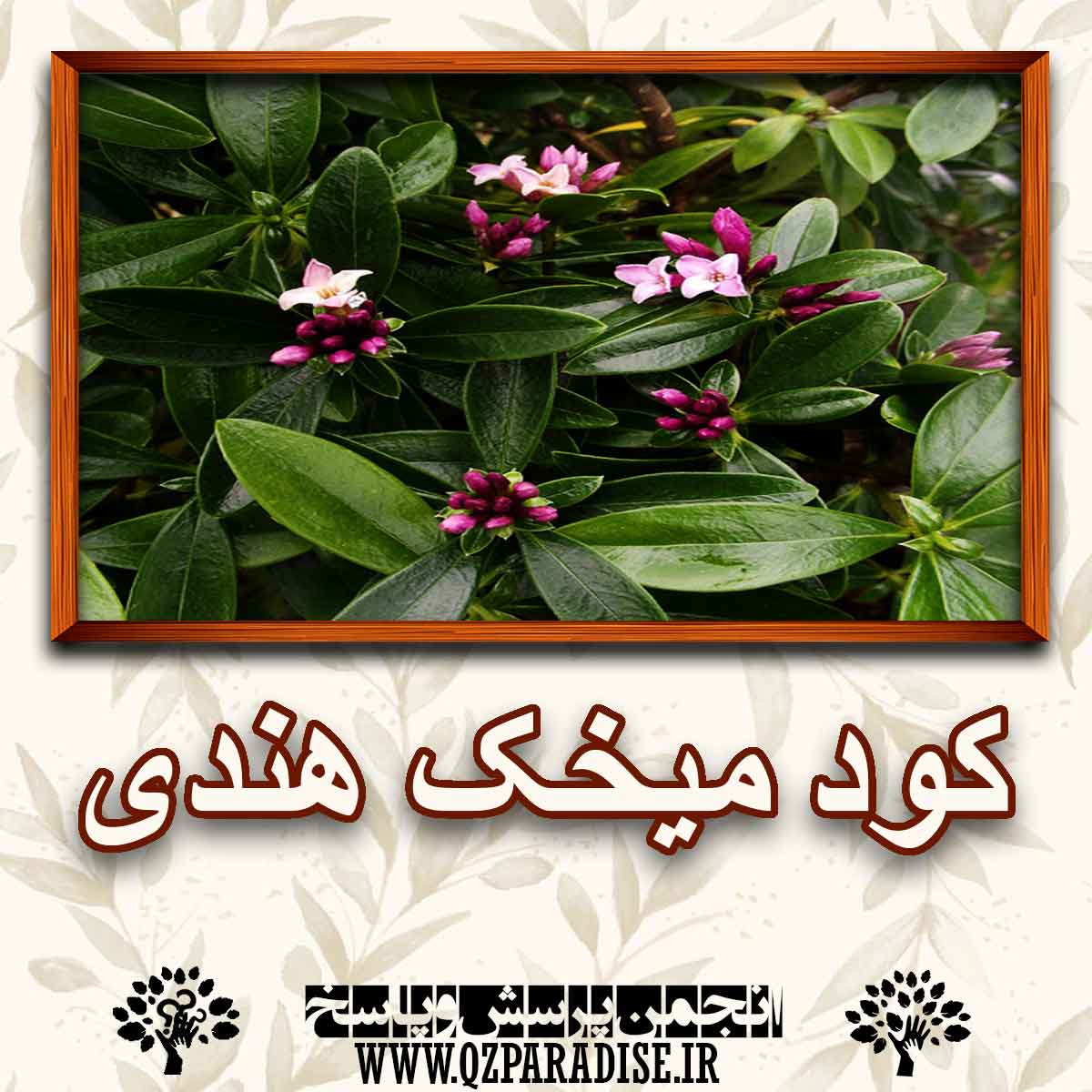 خواص کود گیاه میخک هندی را شرح دهید ؟ f80d47ac9079975552ee9d4ed430dd36ed084db5 227 - خواص کود گیاه میخک هندی را شرح دهید ؟