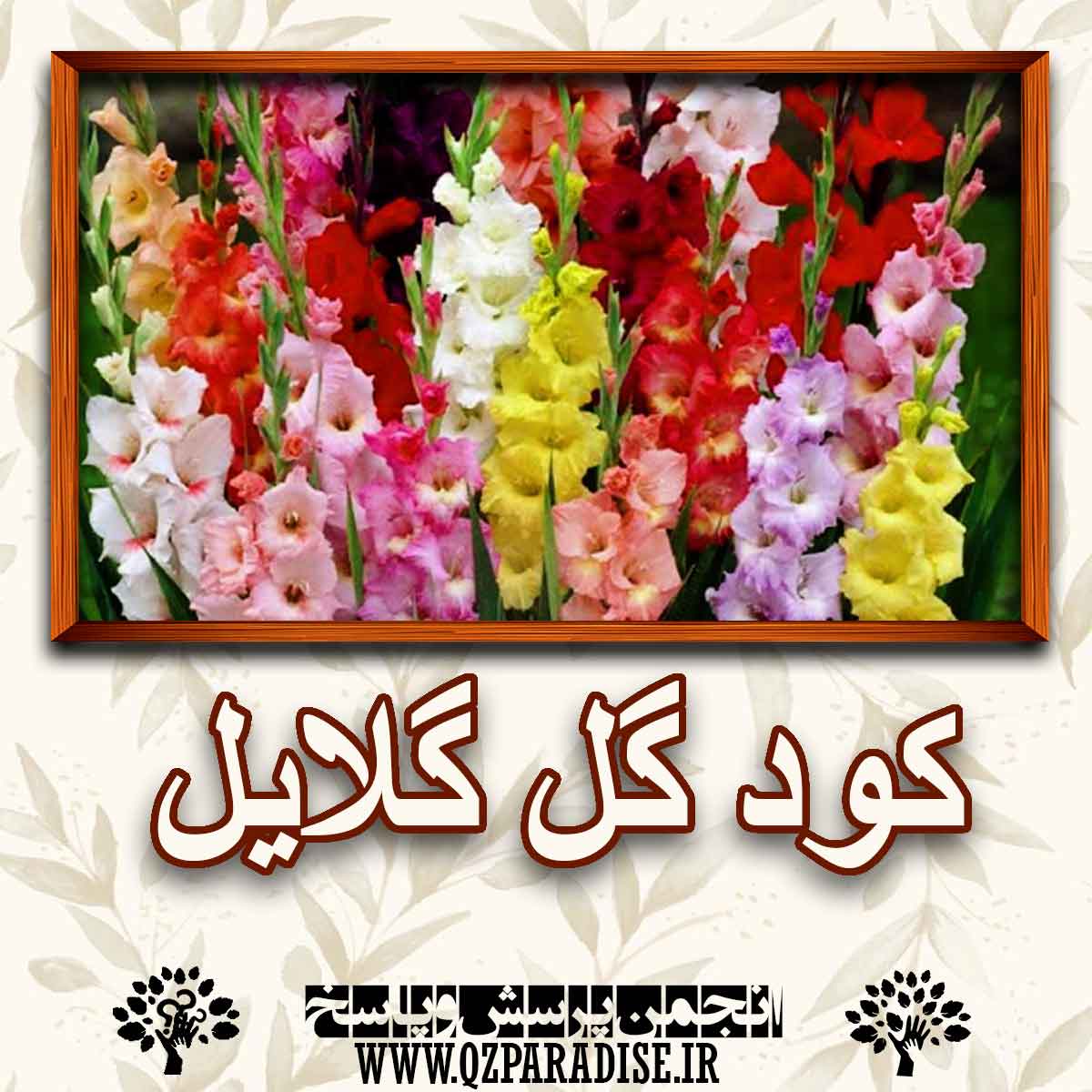 خواص و فواید کود گل گلایل را شرح دهید ؟ f942feec22bb6106274d806bf15b3ad2011181c5 227 - خواص و فواید کود گل گلایل را شرح دهید ؟