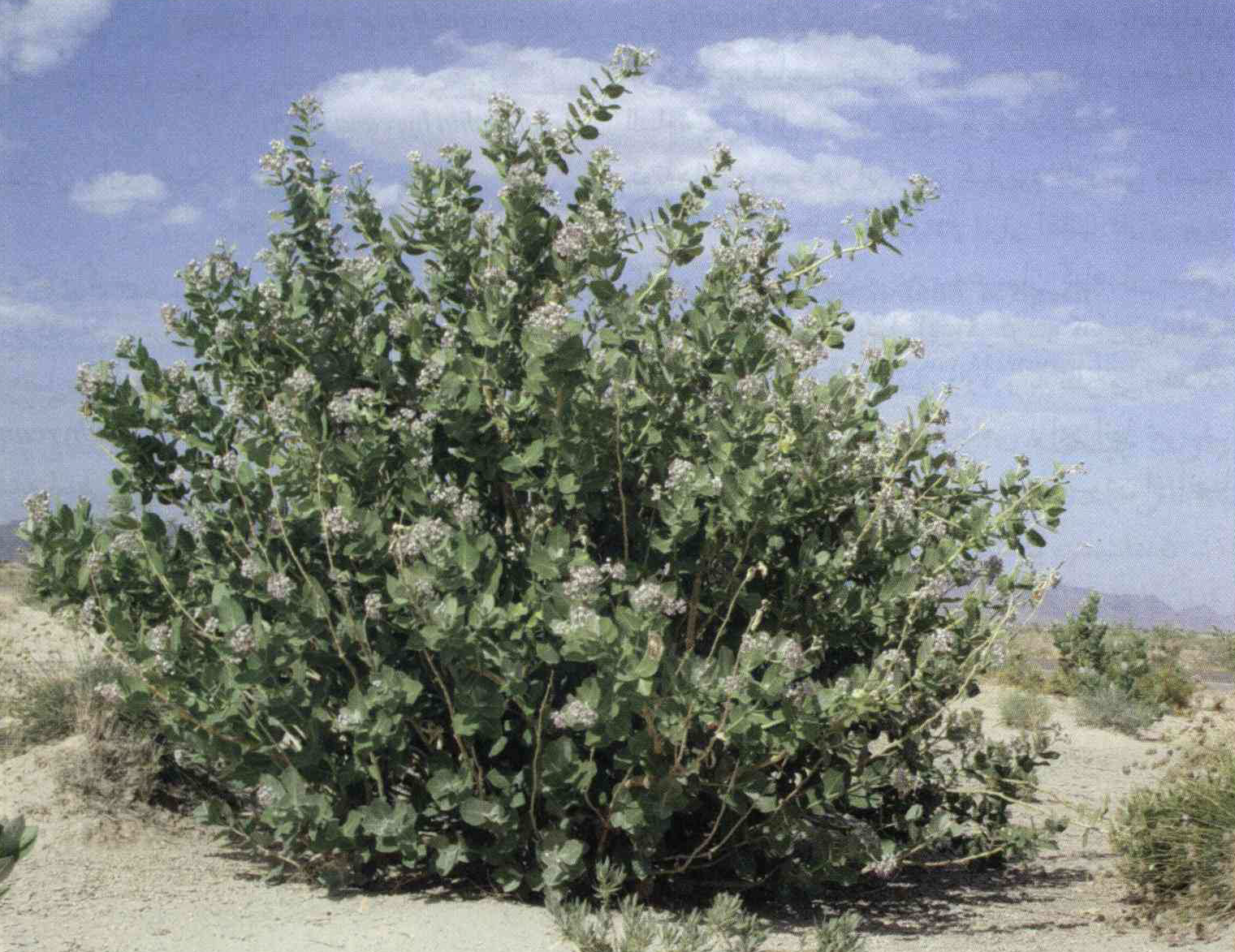 خواص استفاده از کود گیاه تیره استبرق ، غلبلب ، خرک را شرح دهید ؟ f9ce197cb47409ce427f57d28235f0096bcee628 14 - خواص استفاده از کود گیاه تیره استبرق ، غلبلب ، خرک را شرح دهید ؟