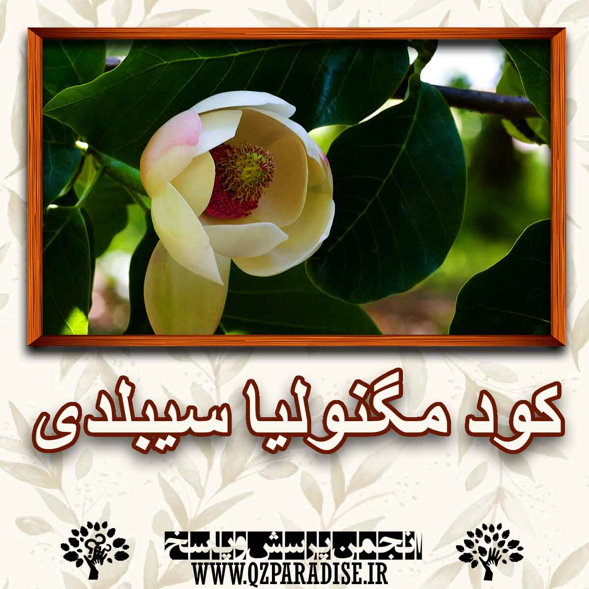 f9f5cf7c7c37e44fb9f44109f4861bcf164da492 227 - خواص کود مگنولیای سیبلدی را شرح دهید ؟