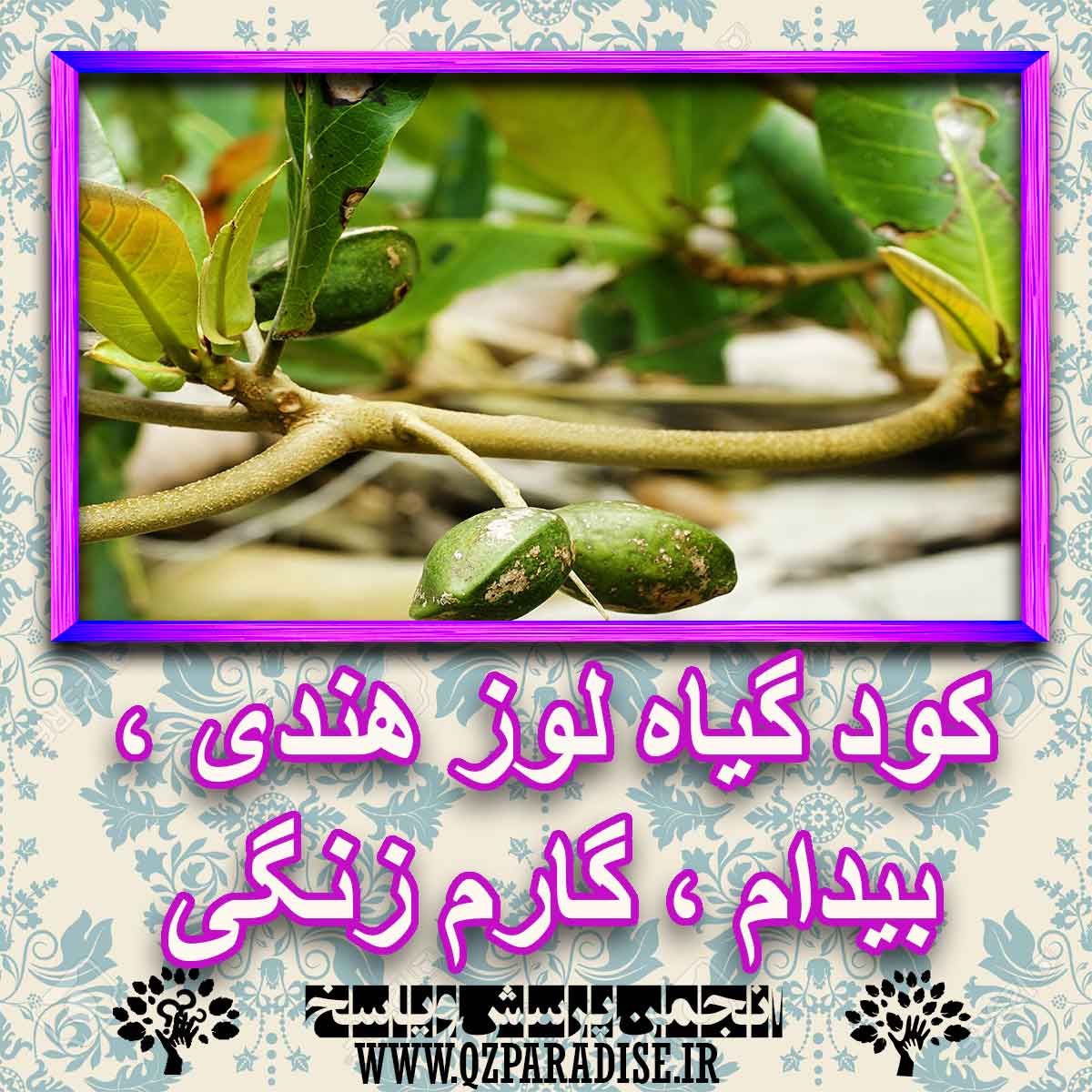 خواص استفاده از گیاه لوز هندی ، بیدام ، گارم زنگی را شرح دهید ؟ fae11b98aec2efbfd8fea79f021e4c55179f9952 227 - خواص استفاده از گیاه لوز هندی ، بیدام ، گارم زنگی را شرح دهید ؟