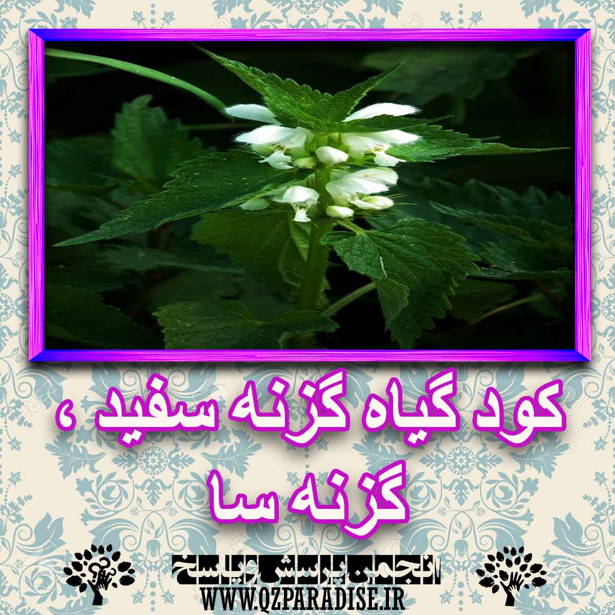 خواص استفاده از -گیاه-گزنه-سفید-گزنه-سا را شرح دهید ؟ fbc1de7802e70852f0589b7fcd635035838ef521 227 - خواص استفاده از -گیاه-گزنه-سفید-گزنه-سا را شرح دهید ؟