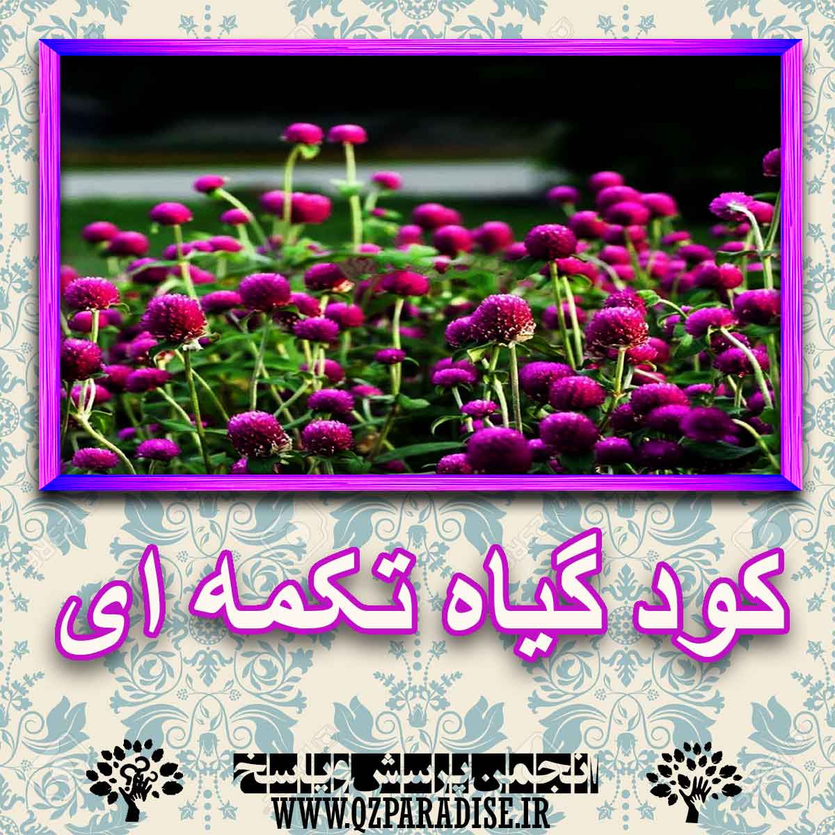 fc1a4cb54ffe2acd29940fe009520e7dd7ee7784 227 - خواص استفاده از کود گیاه تکمه ای را شرح دهید ؟