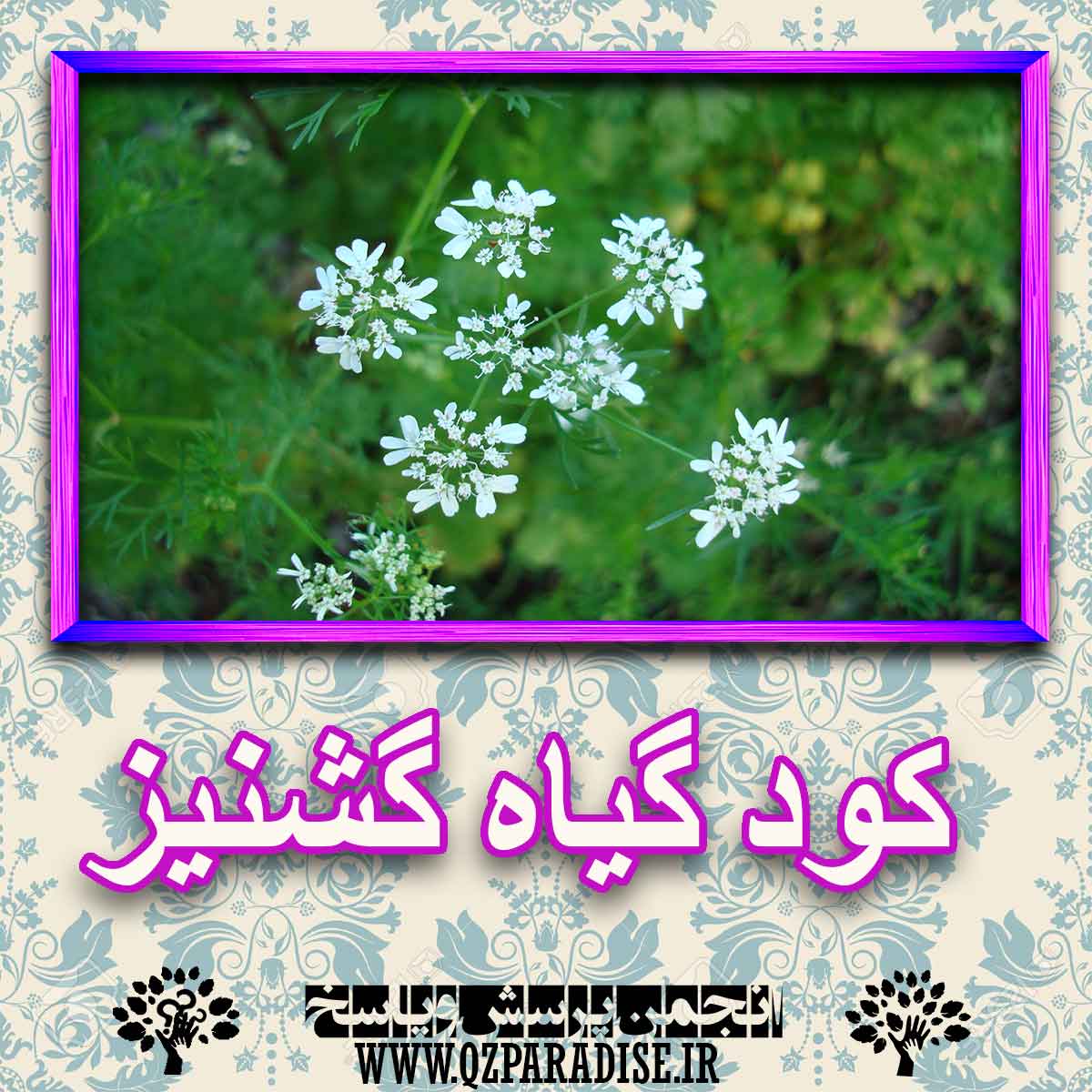 کود مناسب گیاه گشنیز چیست و چه خاصیتی دارد؟ fc2e7c2bda20be6fa0e3e406e9d6d323f40e3d45 227 - کود مناسب گیاه گشنیز چیست و چه خاصیتی دارد؟