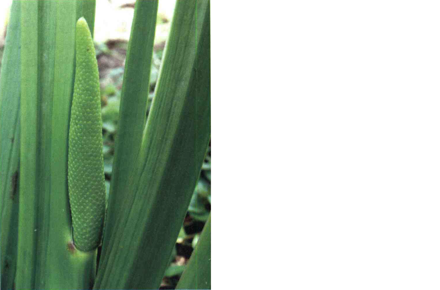 خواص استفاده از کود گل اکیر ترکی را شرح دهید ؟ fc4fa6ccac4989c016dcfb6a365e5fcec03b5833 14 - خواص استفاده از کود گل اکیر ترکی را شرح دهید ؟