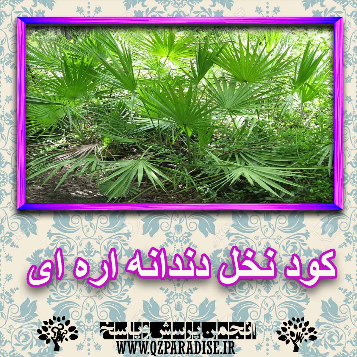 کود مناسب گیاه نخل دندان اره ای چیست و چه خاصیتی دارد؟ fcdb1809282425104fb9a5b4f9adf60feed72566 227 - کود مناسب گیاه نخل دندان اره ای چیست و چه خاصیتی دارد؟