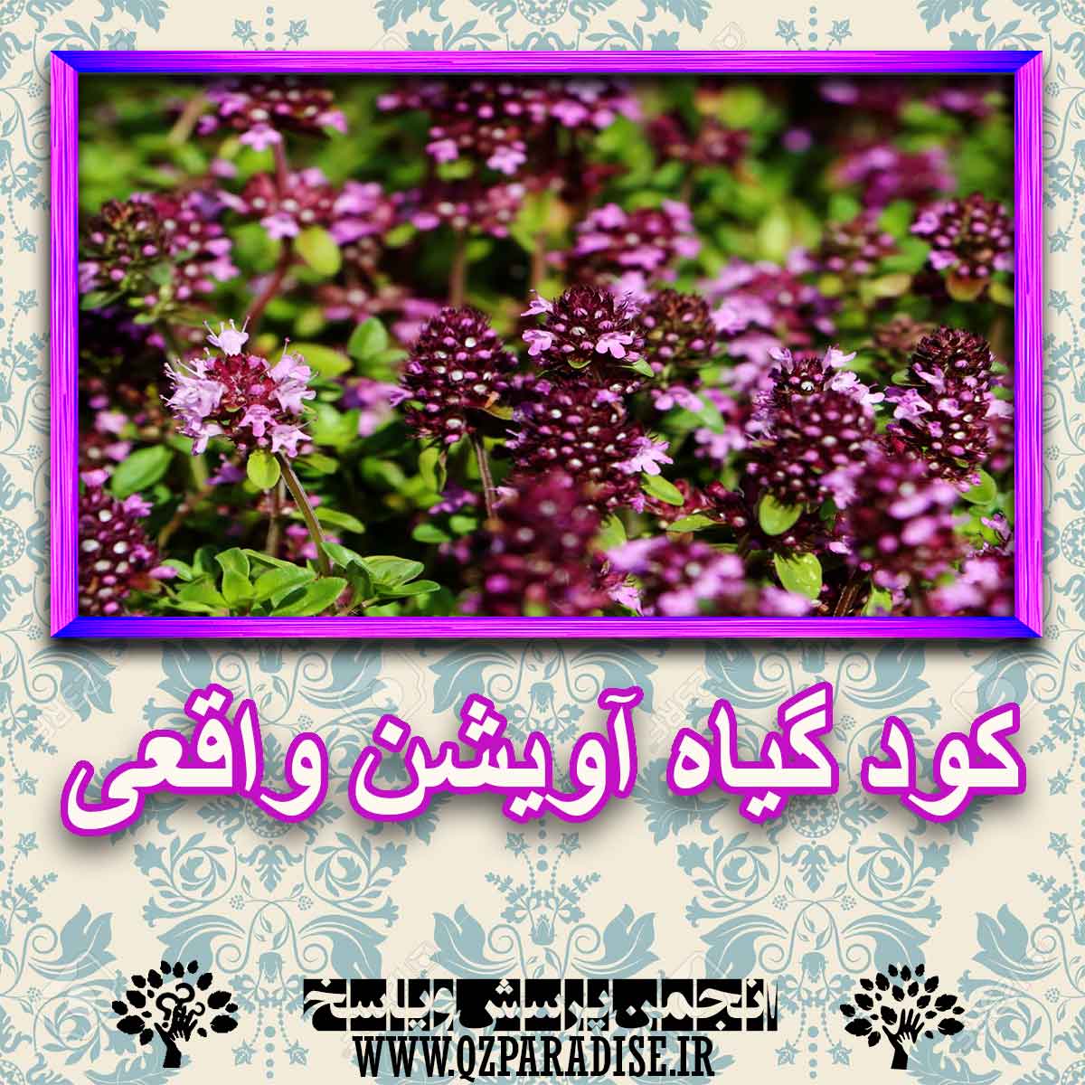 خواص استفاده از گیاه آویشن واقعی را شرح دهید ؟ fce7d279a5d881147ef48b2cc31218ecd41d1279 227 - خواص استفاده از گیاه آویشن واقعی را شرح دهید ؟