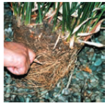 fcee8d488d87b179c63ca6e27ff3a0480bea0c64 335 - اصول داشت و تکثیر برگ عبائی چیست ؟