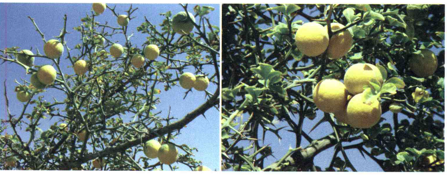 کود مناسب گیاه پرتقال سه برگی ، پونسیروس چیست و چه خاصیتی دارد؟ fd9476b0eced3d02fae4b0a88f6ffde745718be5 14 - کود مناسب گیاه پرتقال سه برگی ، پونسیروس چیست و چه خاصیتی دارد؟