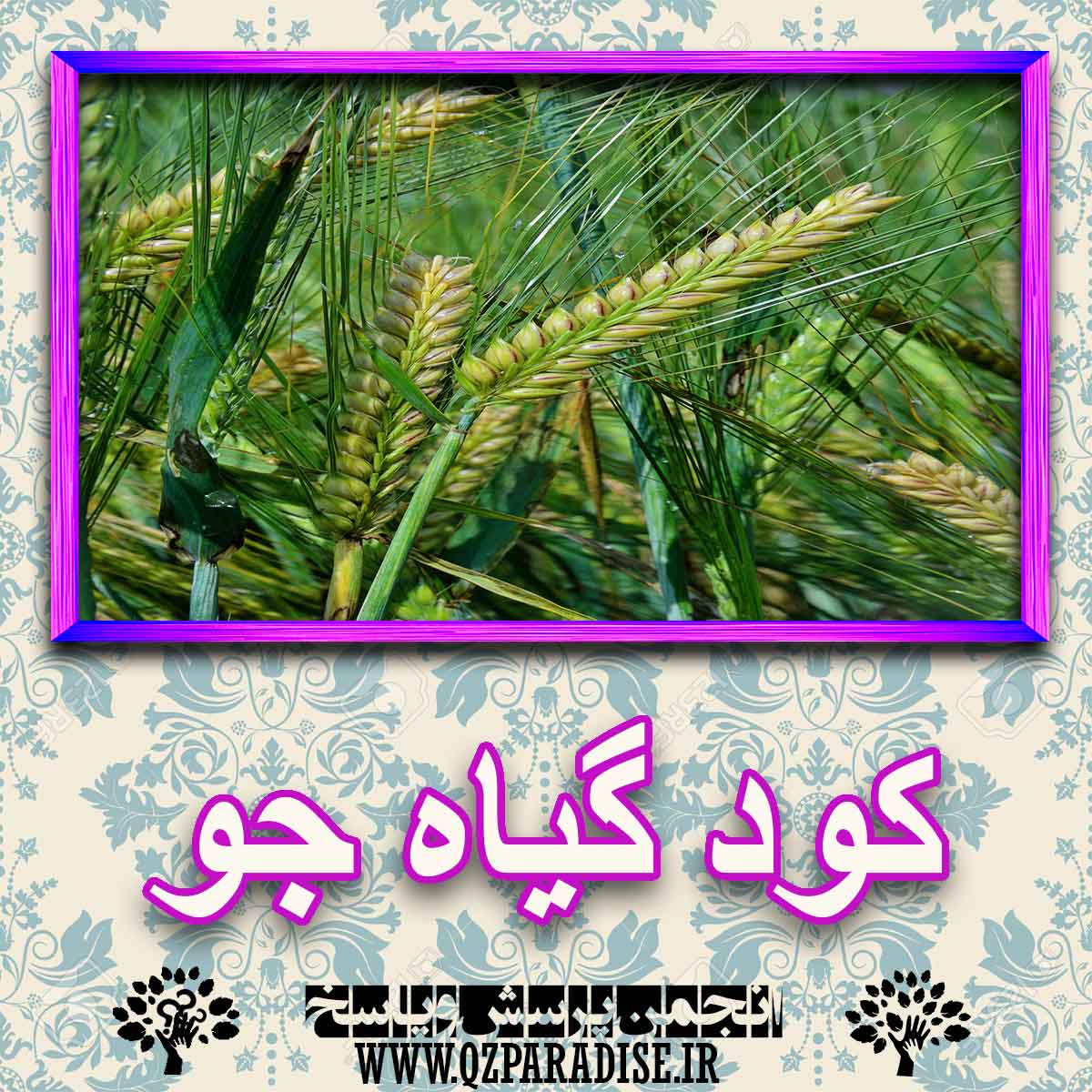 fdb7c5b452859099ca1d660ec116f9870214a31f 227 - خواص استفاده از گیاه-جو را شرح دهید ؟