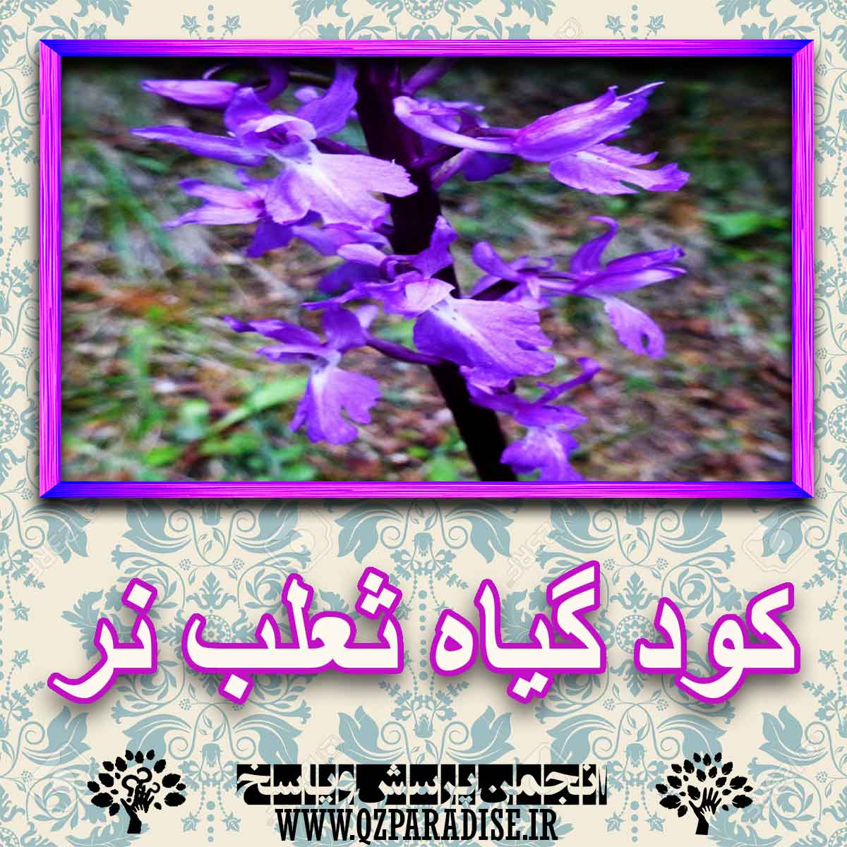 fe08d7910e8c9f1edb46412a7898d54c43f5c0b7 227 - خواص استفاده از گیاه-ثعلب-نر را شرح دهید ؟