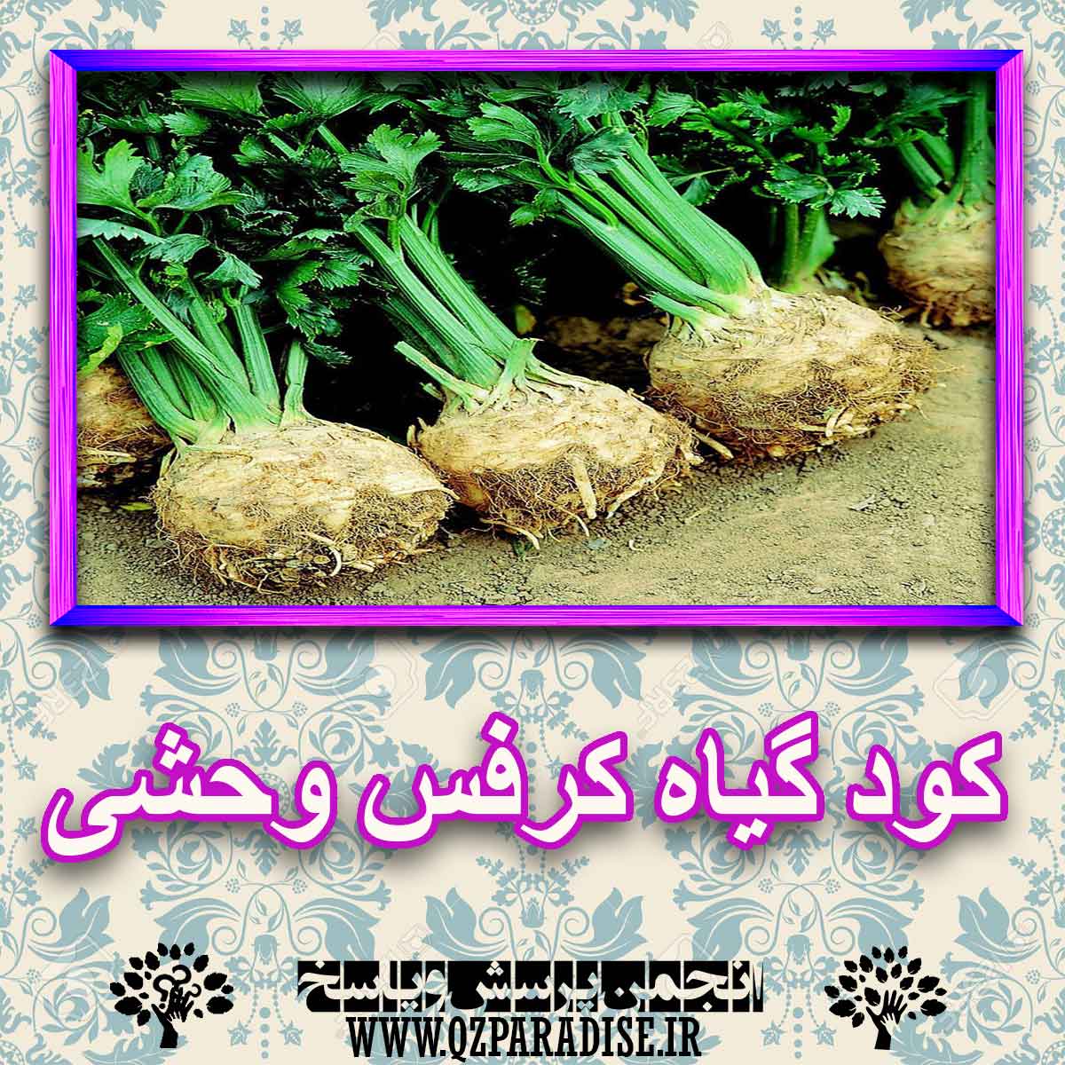 کود مناسب گیاه کرفس وحشی چیست و چه خاصیتی دارد؟ fe1cb2a42b8c93a6020755e846ec55c2f463bdb2 227 - کود مناسب گیاه کرفس وحشی چیست و چه خاصیتی دارد؟