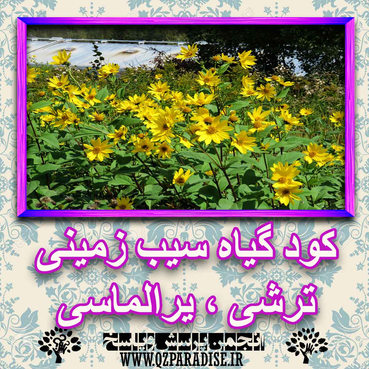 خواص استفاده از کود گیاه سیب زمینی ترشی ، یر الماسی شرح دهید ؟ fe49b6ef49c730464df43bbffb842c2d2da693c5 227 - خواص استفاده از کود گیاه سیب زمینی ترشی ، یر الماسی شرح دهید ؟