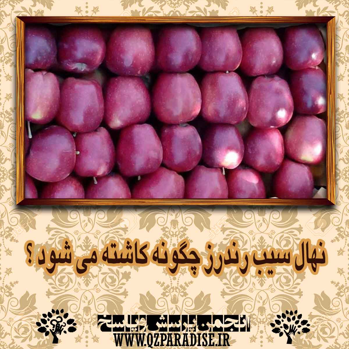 نهال سیب رندرز چگونه کاشته می شود ؟ fe544ff904476a428ed5e23b6e9f620613df0279 14 - نهال سیب رندرز چگونه کاشته می شود ؟