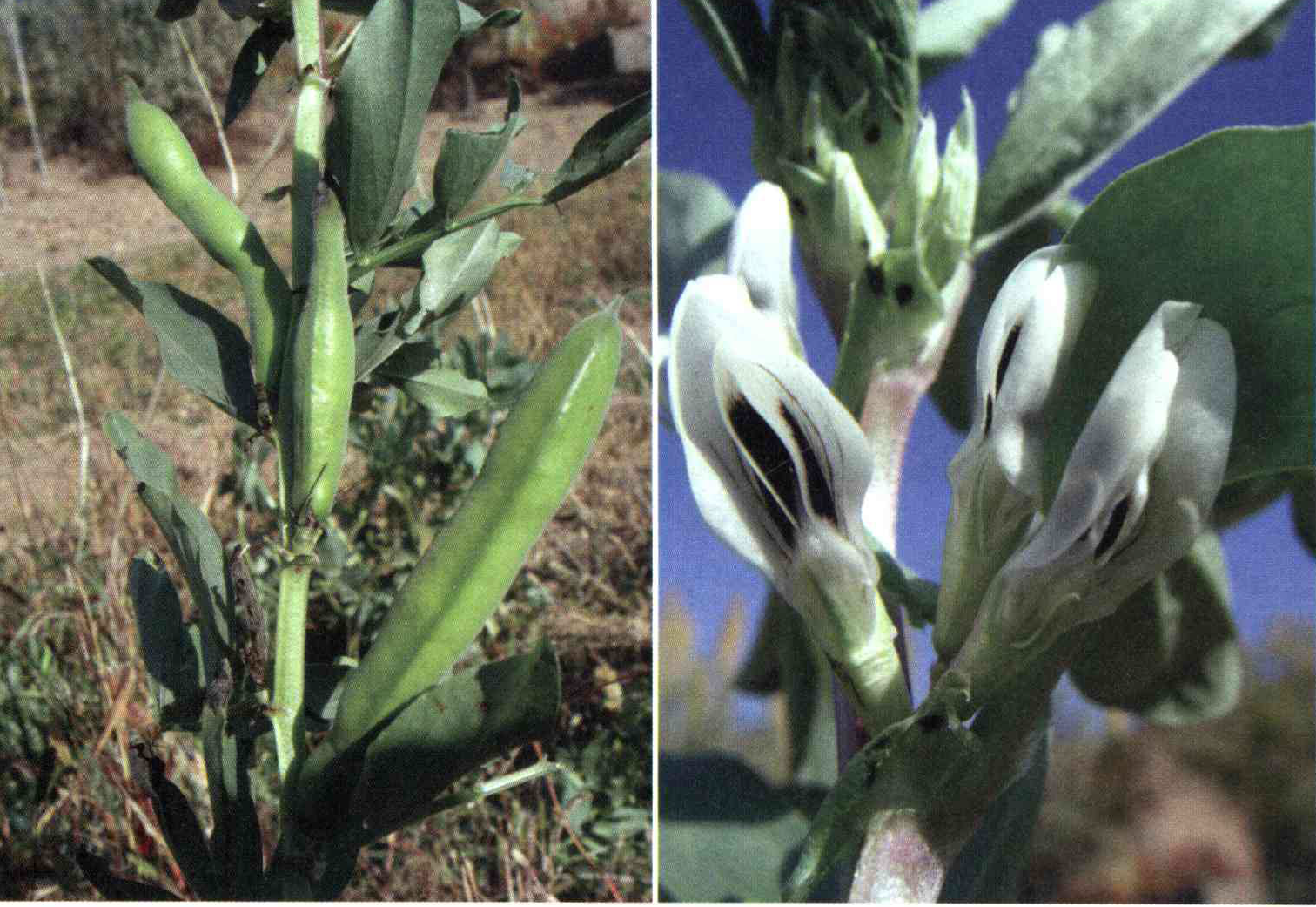 کود مناسب گیاه باقلا چیست و چه خاصیتی دارد؟ fe74a666e30ad5555cb98efe806e7af526380bb6 14 - کود مناسب گیاه باقلا چیست و چه خاصیتی دارد؟