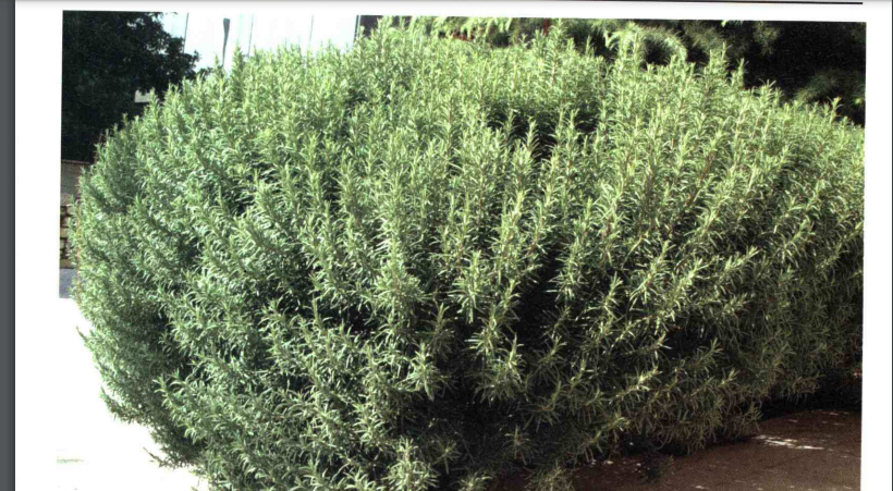 خواص استفاده از گیاه-رومارن-رزماری را شرح دهید ؟ ff79f3a450fe508e2b7bd1cf26d3b77aa698f7b9 358 - خواص استفاده از گیاه-رومارن-رزماری را شرح دهید ؟