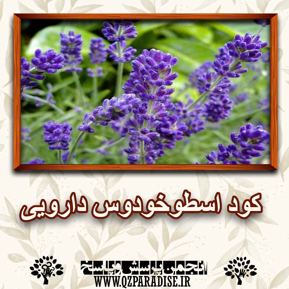 ff811625baab4076d1701cda37e27398286aa85c 290 - کود اسطو خودوس دارویی چیست؟