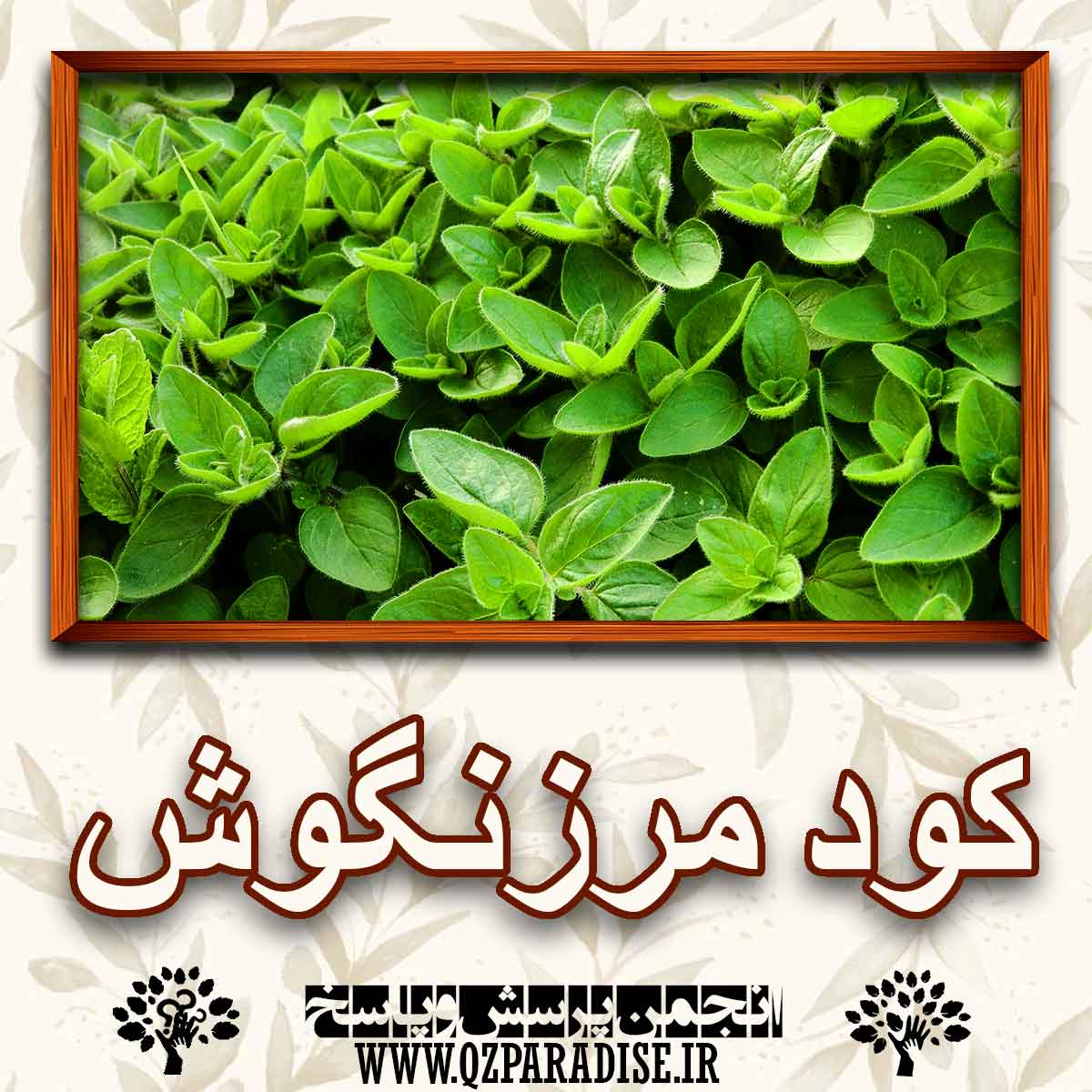 خواص کود مرزنگوش را شرح دهید؟ ffccd58e8bf2fa7f2f7a873acad2233afe1c4e6d 227 - خواص کود مرزنگوش را شرح دهید؟