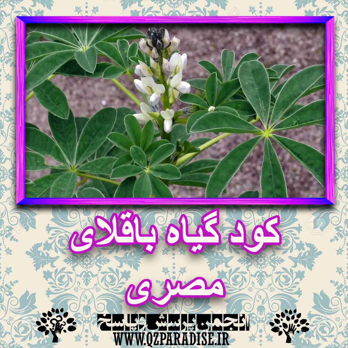 کود مناسب گیاه باقلای مصری چیست و چه خاصیتی دارد؟ ffe204f1c71bd0b097e3cbe164c087ebfe3591cd 227 - کود مناسب گیاه باقلای مصری چیست و چه خاصیتی دارد؟